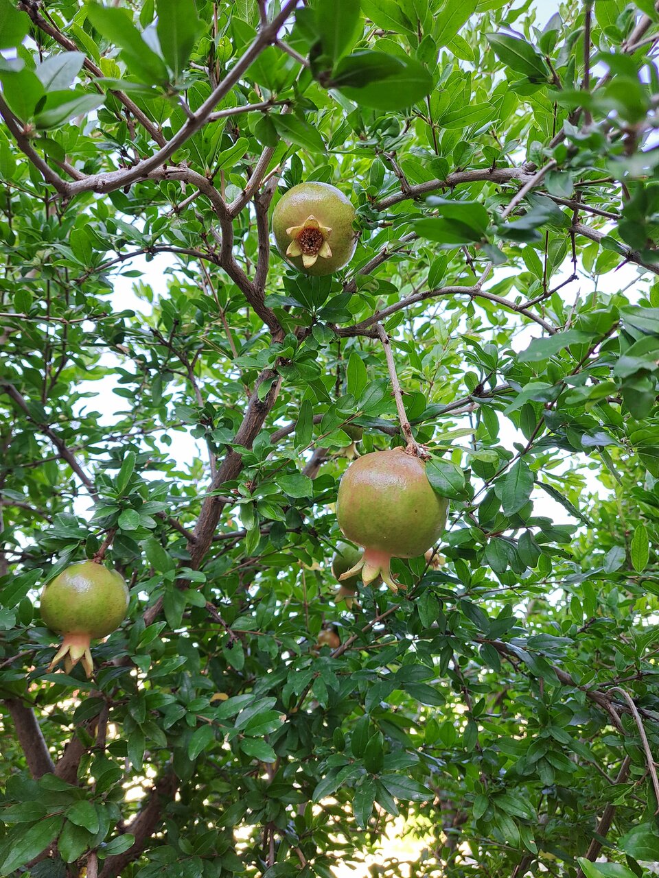 Гостевой дом Алие Бахчисарай-180