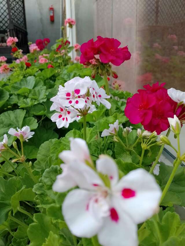 Гостевой дом Алие Бахчисарай-114